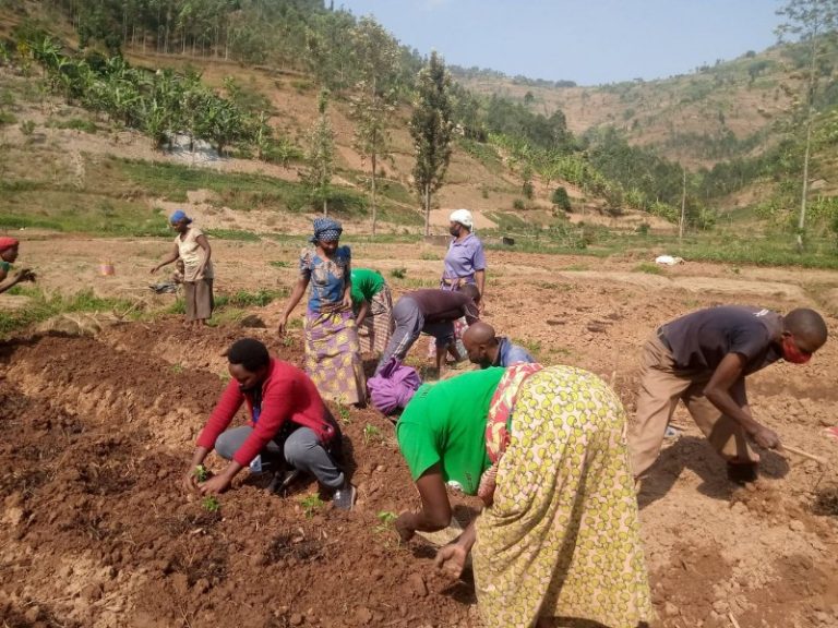 Rwanda Agriculture Extension Model, A Successful Case Of Farmer Field ...